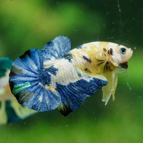 Multicolor/Galaxy Koi Plakat -14 weeks Old