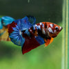 Multicolor/Galaxy Koi Plakat -13 weeks Old