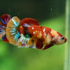 Multicolor/ Galaxy Koi Plakat- Female- 13 Weeks Old