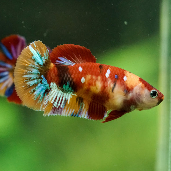 Multicolor/ Galaxy Koi Plakat- Female- 13 Weeks Old