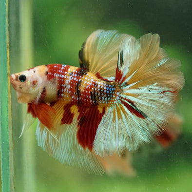 Galaxy/Candy Koi Halfmoon - 14 weeks old