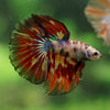 Galaxy/Candy Koi Halfmoon - 14 weeks old