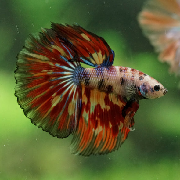Galaxy/Candy Koi Halfmoon - 14 weeks old