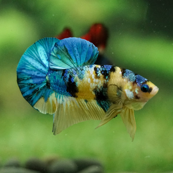 Multicolor/Galaxy Koi Plakat -16 weeks Old