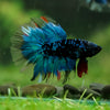Black Base Galaxy Koi Halfmoon (Avatar) - 14 weeks old