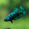 Black Galaxy Koi Plakat (Avatar) - Female- 13 Weeks Old