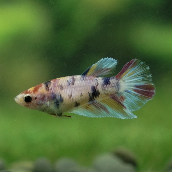 Multicolor/ Galaxy Koi Halfmoon - Female- 13 Weeks Old