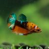 Multicolor/ Galaxy Koi Plakat- Female- 13 Weeks Old