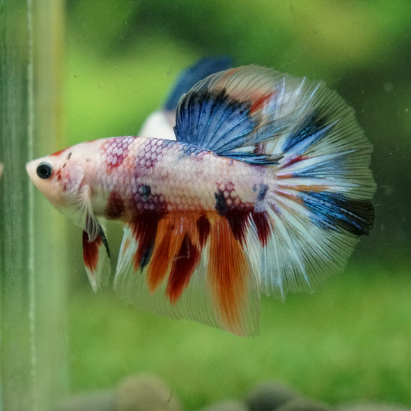 Galaxy/Candy Koi Halfmoon - 14 weeks old