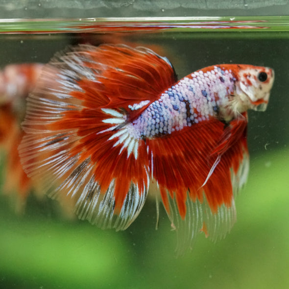 Galaxy/Candy Koi Halfmoon - 14 weeks old