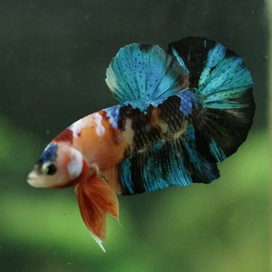 Multicolor/Galaxy Koi Plakat -16 weeks Old
