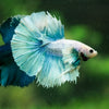 Dumbo Halfmoon - 10 weeks old