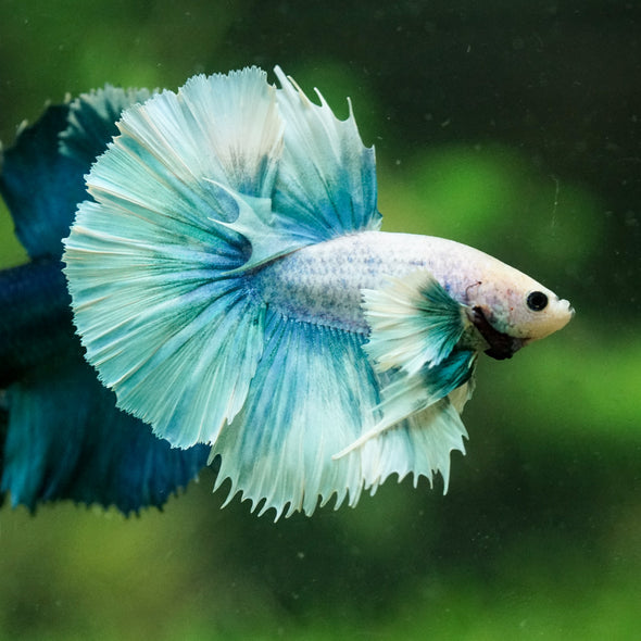 Dumbo Halfmoon - 10 weeks old