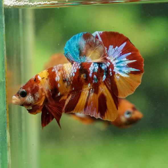 Multicolor/Galaxy Koi Plakat -13 weeks Old