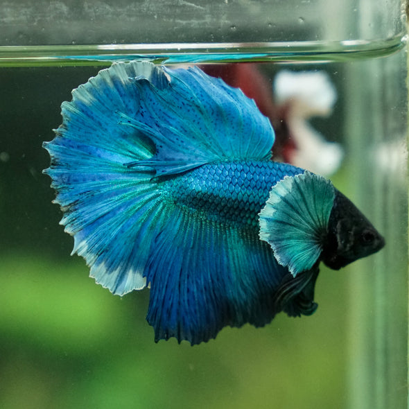 Dumbo Halfmoon - 10 weeks old