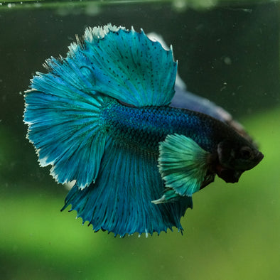 Dumbo Halfmoon - 10 weeks old
