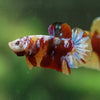 Multicolor/Galaxy Koi Plakat -16 weeks Old