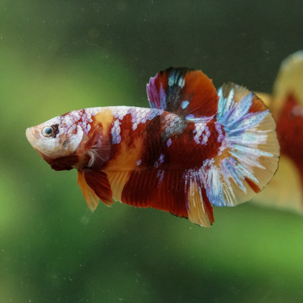Multicolor/Galaxy Koi Plakat -16 weeks Old