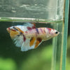 Multicolor/ Galaxy Koi Halfmoon - Female- 13 Weeks Old