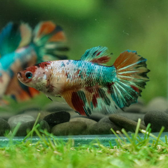 Multicolor/ Galaxy Koi Halfmoon- Female- 13 Weeks Old