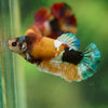Multicolor/ Galaxy Koi Plakat- Female- 13 Weeks Old
