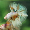 Galaxy/Candy Koi Halfmoon - 14 weeks old