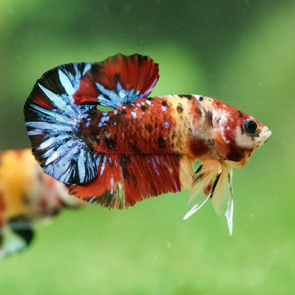 Multicolor/Galaxy Koi Plakat -16 weeks Old
