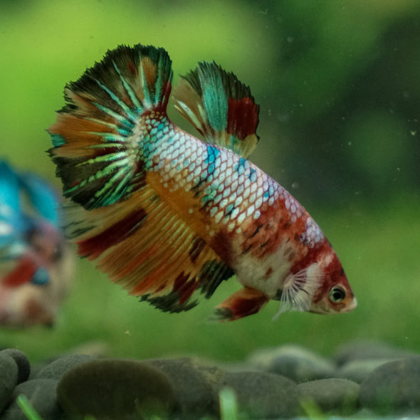 Multicolor/ Galaxy Koi Halfmoon- Female- 13 Weeks Old