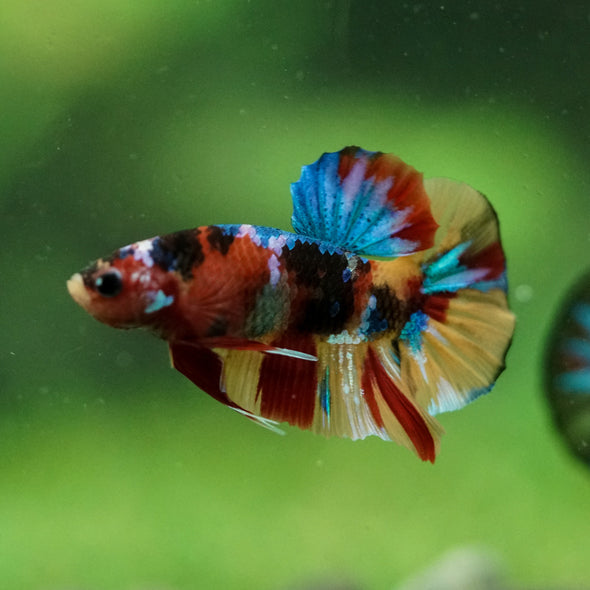 Multicolor/Galaxy Koi Plakat -10 weeks Old