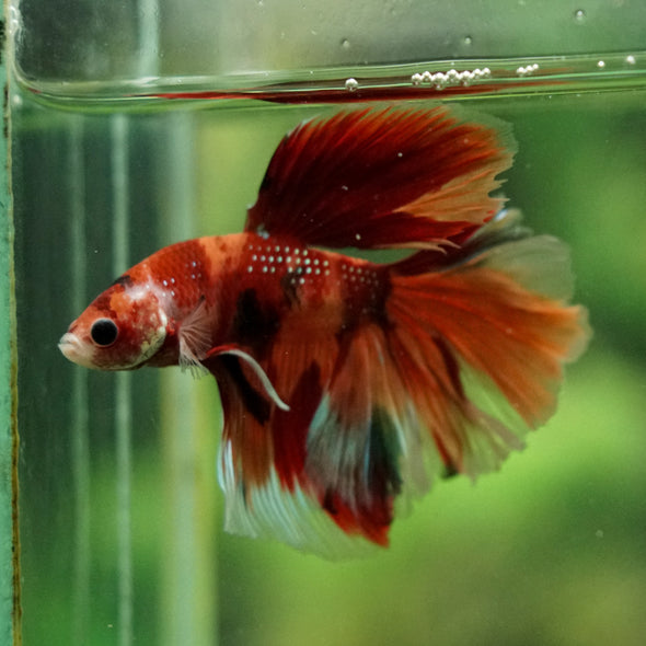 Galaxy/Candy Koi Halfmoon - 14 weeks old