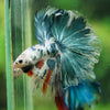 Galaxy/Candy Koi Halfmoon - 14 weeks old