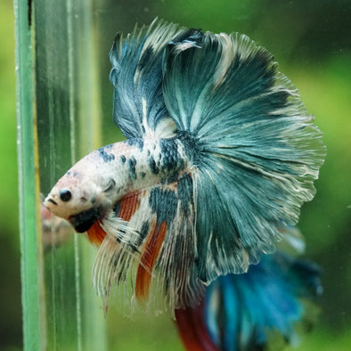Galaxy/Candy Koi Halfmoon - 14 weeks old
