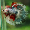 Galaxy/Candy Koi Halfmoon - 14 weeks old
