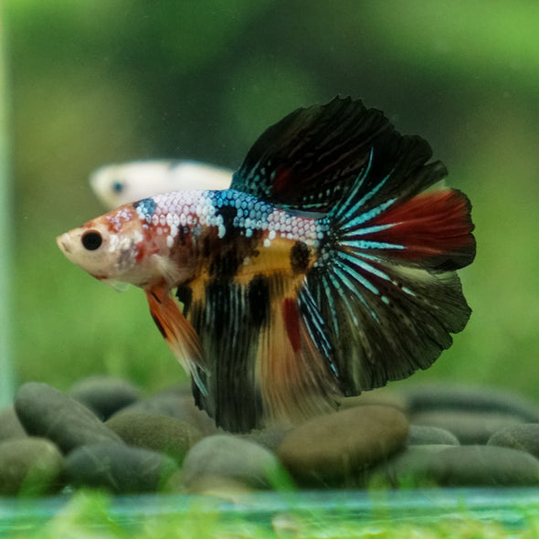 Galaxy Koi Halfmoon - 10 weeks old