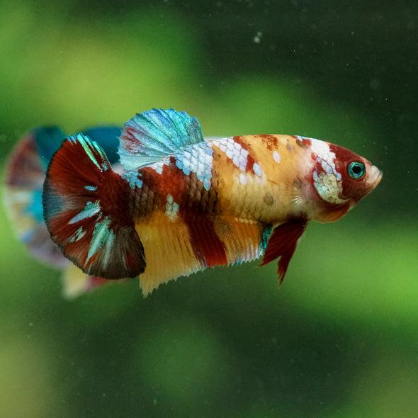 Multicolor/ Galaxy Koi Plakat- Female- 13 Weeks Old