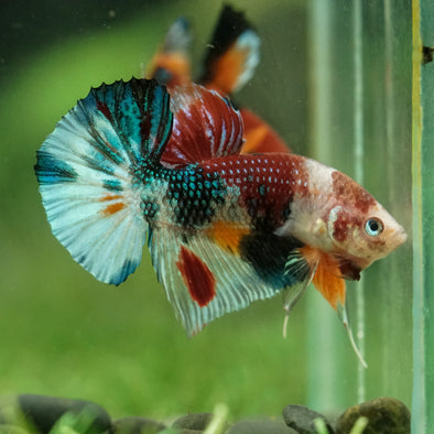 Multicolor/Galaxy Koi Plakat -16 weeks Old