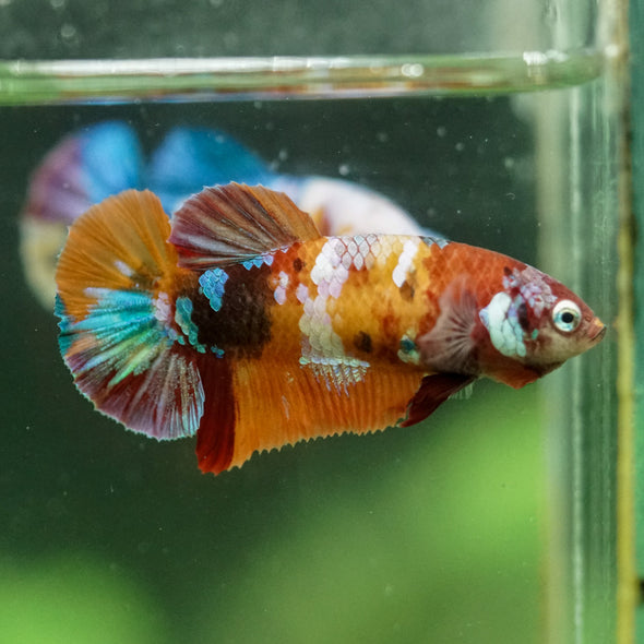 Multicolor/ Galaxy Koi Plakat- Female- 13 Weeks Old