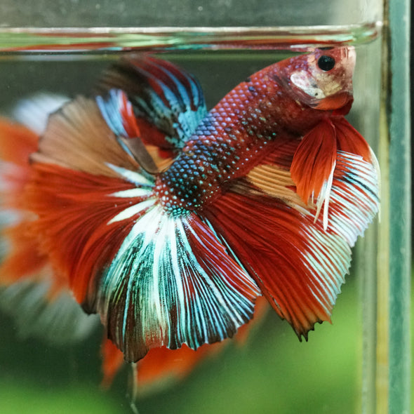 Galaxy/Candy Koi Halfmoon - 14 weeks old