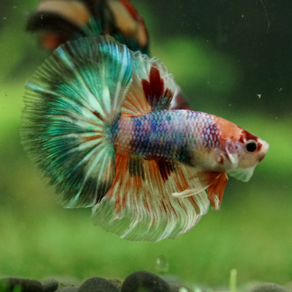 Galaxy/Candy Koi Halfmoon - 14 weeks old