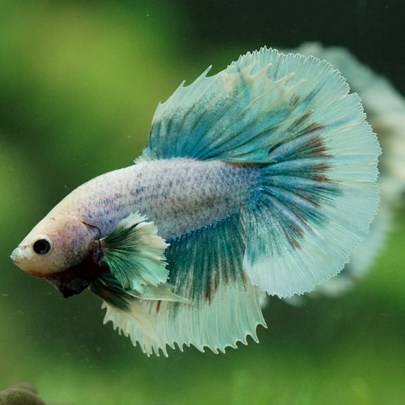 Dumbo Halfmoon - 10 weeks old