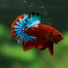 Red Fancy (Hell Boy) Plakat -13 weeks Old