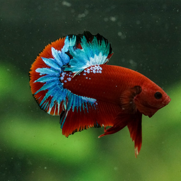 Red Fancy (Hell Boy) Plakat -13 weeks Old