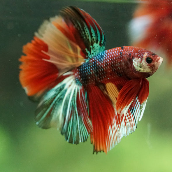 Galaxy/Candy Koi Halfmoon - 14 weeks old