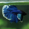 Dumbo Halfmoon - 12 weeks old