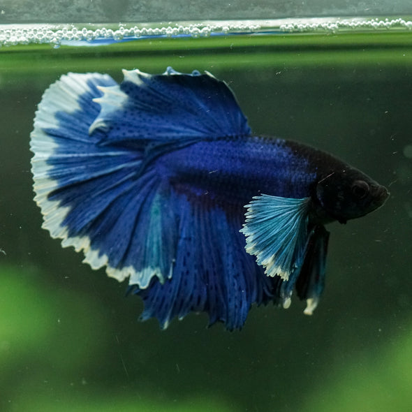 Dumbo Halfmoon - 12 weeks old