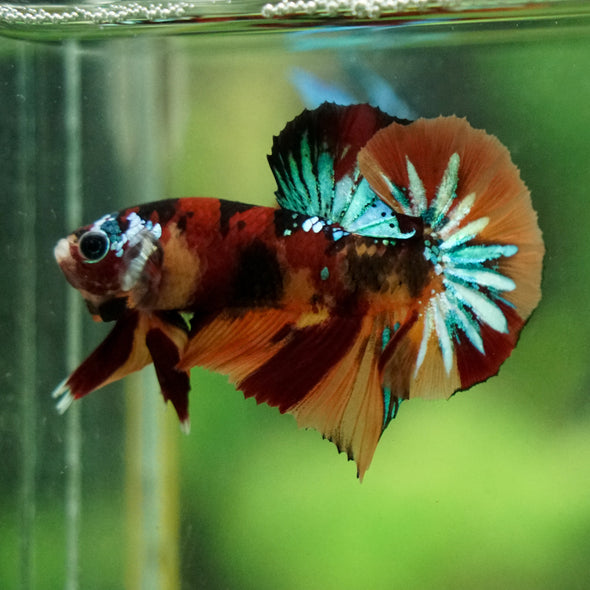 Multicolor/Galaxy Koi Plakat -16 weeks Old