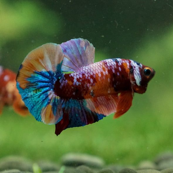 Multicolor/Galaxy Koi Plakat -13 weeks Old