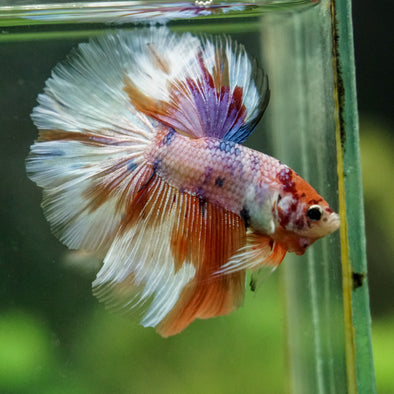 Galaxy/Candy Koi Halfmoon - 14 weeks old
