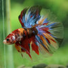 Galaxy/Candy Koi Halfmoon - 14 weeks old