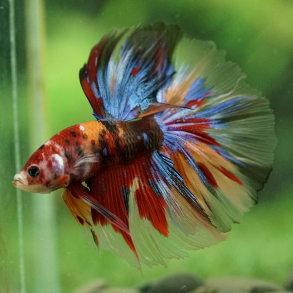 Galaxy/Candy Koi Halfmoon - 14 weeks old